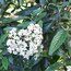 VIBURNUM 'Pragense'  