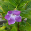 VINCA difformis 'Jenny Pym' 