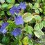 VINCA minor 'Aureovariegata' 