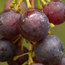 VITIS 'Brant'  