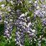 WISTERIA floribunda 'Domino' 