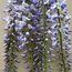 WISTERIA floribunda 'Geisha' 