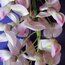 WISTERIA floribunda 'Lipstick' 