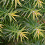 XANTHOCYPARIS vietnamensis  