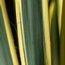 YUCCA filamentosa 'Bright Edge' 