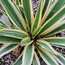 YUCCA flaccida 'Ivory' 