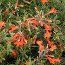 ZAUSCHNERIA californica 'Glasnevin' 