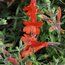 ZAUSCHNERIA californica 'Glasnevin' 