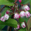 ZENOBIA pulverulenta 'Raspberry Ripple' 