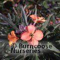 ERYSIMUM 'Constant Cheer'  
