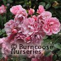 ROSA 'Bonica'  
