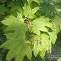 Acer  circinatum