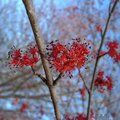 ACER rubrum  