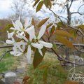 AMELANCHIER laevis  