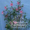 Small image of ANISODONTEA