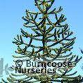 ARAUCARIA araucana  