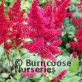 ASTILBE 'Etna'  