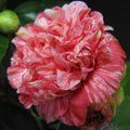 CAMELLIA 'Little Bit'  