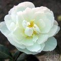 CAMELLIA 'Paradise Pearl'  