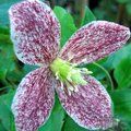 CLEMATIS cirrhosa 'Freckles' 