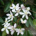 CLEMATIS armandii  