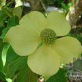 CORNUS capitata  