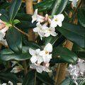DAPHNE bholua 'Alba' 