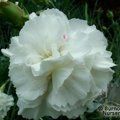 Small image of DIANTHUS