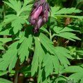 Small image of DICENTRA