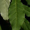 ELAEAGNUS angustifolia  