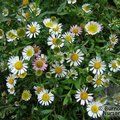 ERIGERON karvinskianus  