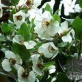 EUCRYPHIA cordifolia  