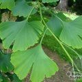 Small image of GINKGO