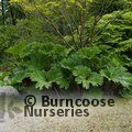 GUNNERA   