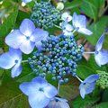 HYDRANGEA 'Blue Wave'  