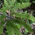 Small image of POLYSTICHUM - see HARDY FERNS