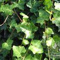 Small image of HEDERA