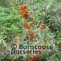Small image of HIPPOPHAE