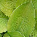 HOSTA 'August Moon'  