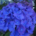 HYDRANGEA 'Enziandom'  