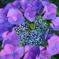 HYDRANGEA 'Geoffrey Chadbund'  