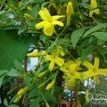 JASMINUM humile 'Revolutum'  