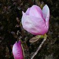 MAGNOLIA 'Advance'  