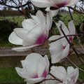 MAGNOLIA 'Athene'  