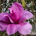 MAGNOLIA 'Purple Sensation'  