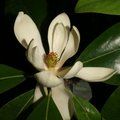 MAGNOLIA virginiana  