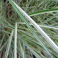 MISCANTHUS   