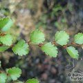 Small image of NOTHOFAGUS