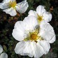 POTENTILLA fruticosa 'Abbotswood' 