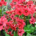 PRIMULA japonica 'Miller's Crimson' 